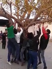 boys vs tree -funny video