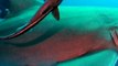 Shark Diving Lemon Sharks in Open Water in Florida