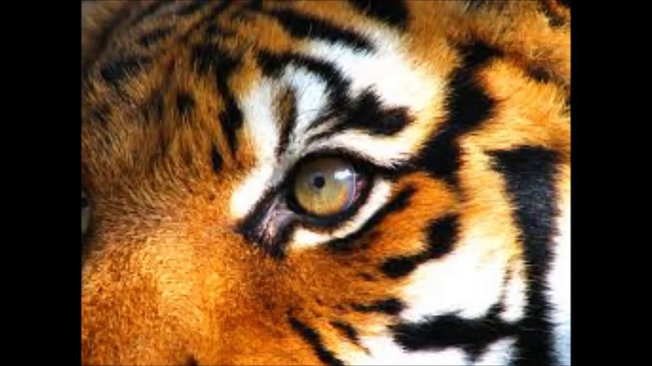 Eyes of the tiger RMX Amel Bent Vs Fatman Scoop