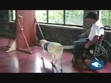 Fundacion Colombiana de Perros para la Discapacidad Español