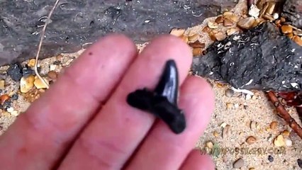 Fossil Hunting around the Chesapeake Bay Area - Fossil Bones and Shark Teeth