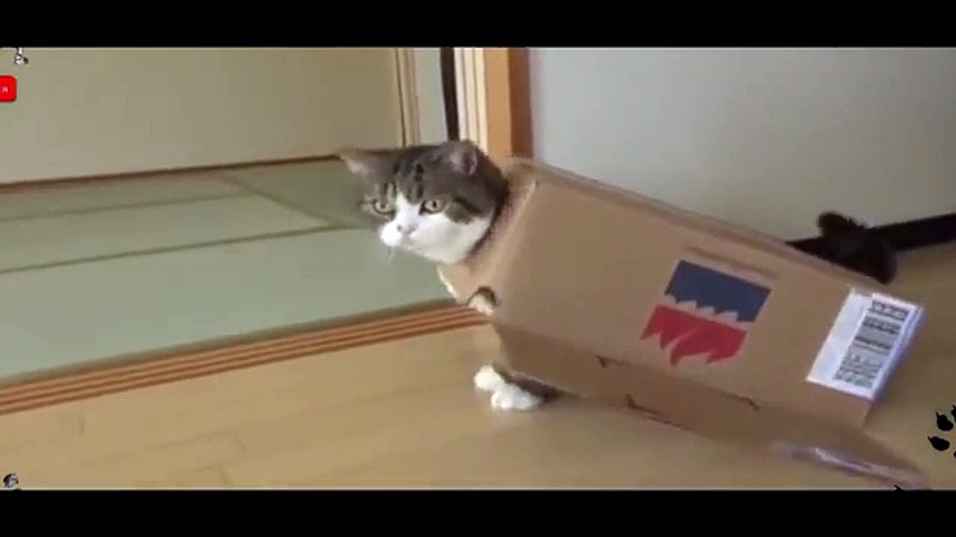 неплохая маскировка! Приколы! Смешные животные! fun! funny animals!