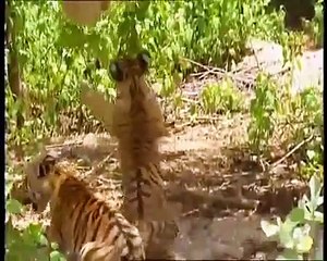A monkey bullies two tigers! (Funniest Video Ever)