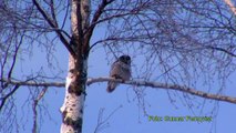 HÖKUGGLA  Northern Hawk Owl  (Surnia ulula)  Klipp - 192