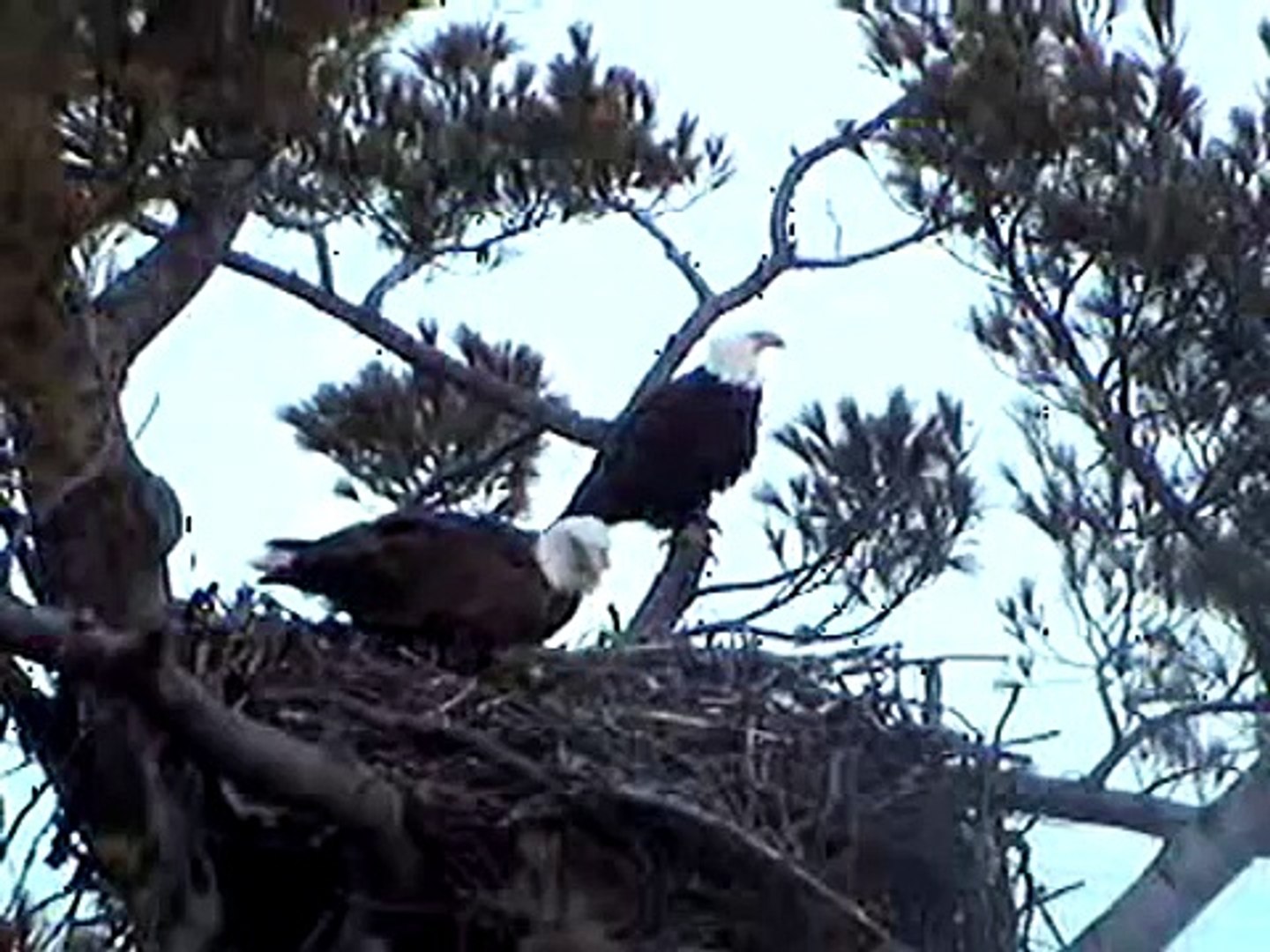 Maine Bald Eagle, 25 Februari 2008 copulating
