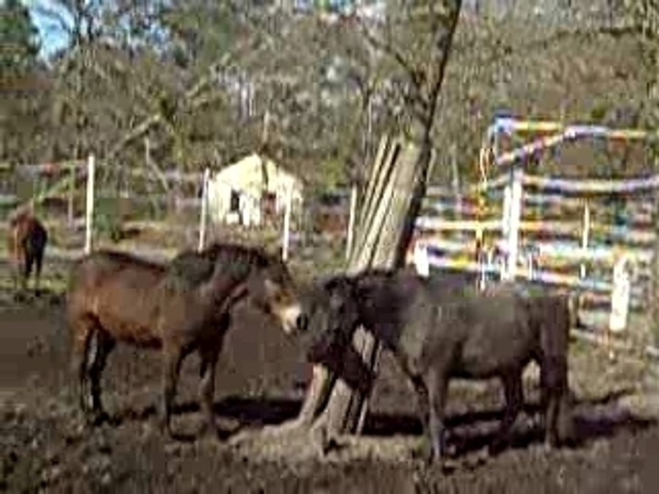 Poneys au Pad0ck