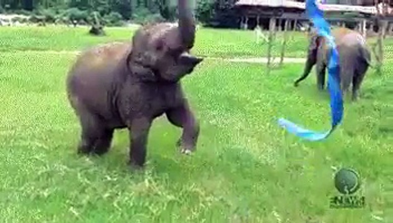 Baby Elephant gone mad