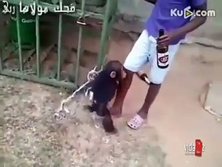 Crazy Monkey - Very Interesting