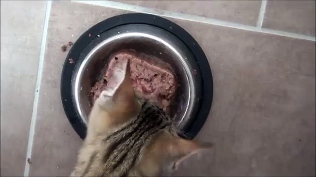 Kitten makes hilarious sounds while eating