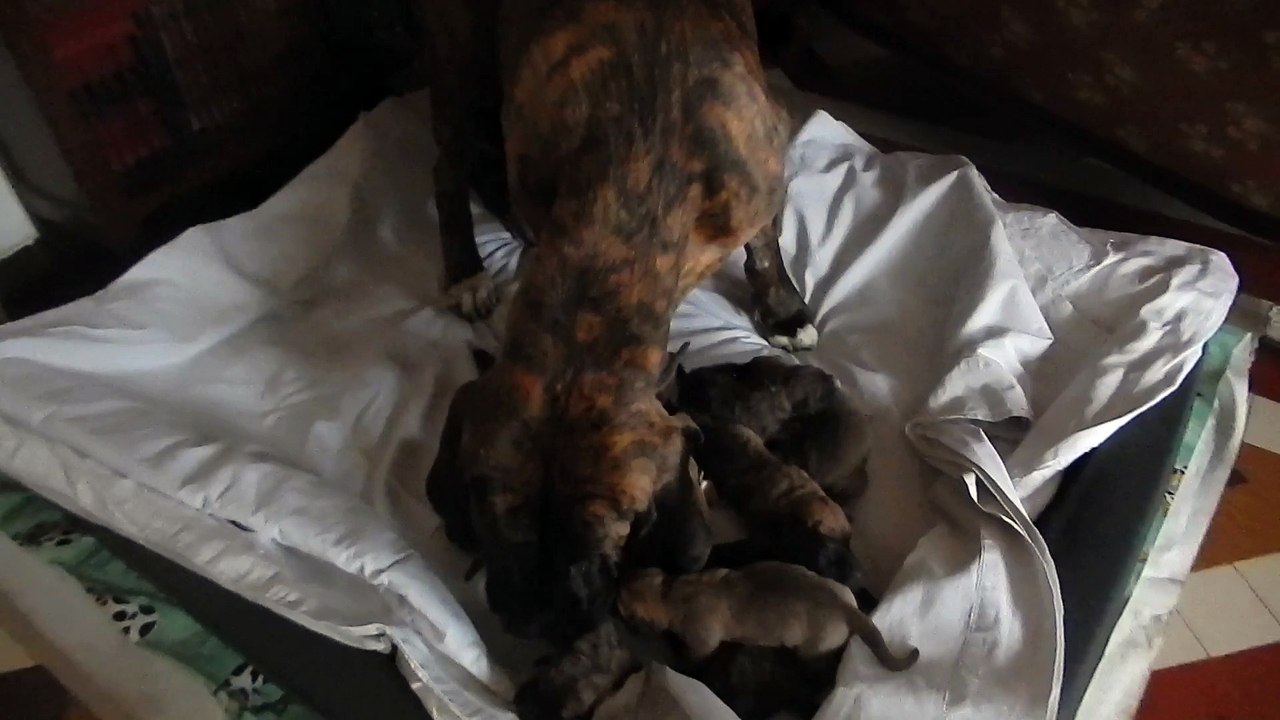 bébés fila brasileiro -  16 jours - Guayna Do Serfas /Inchallah Casita Del Diablo