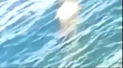 Real Mermaid caught on camera AMAZING!!!
