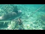 Sharks eating Lionfish - Eleuthera, Bahamas