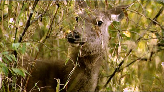 Bengal Tiger | Wild Animals Planet Doc Full Documentaries