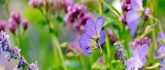 Far from the Madding Crowd Official Trailer #1 (2015) - Carey Mulligan Drama HD