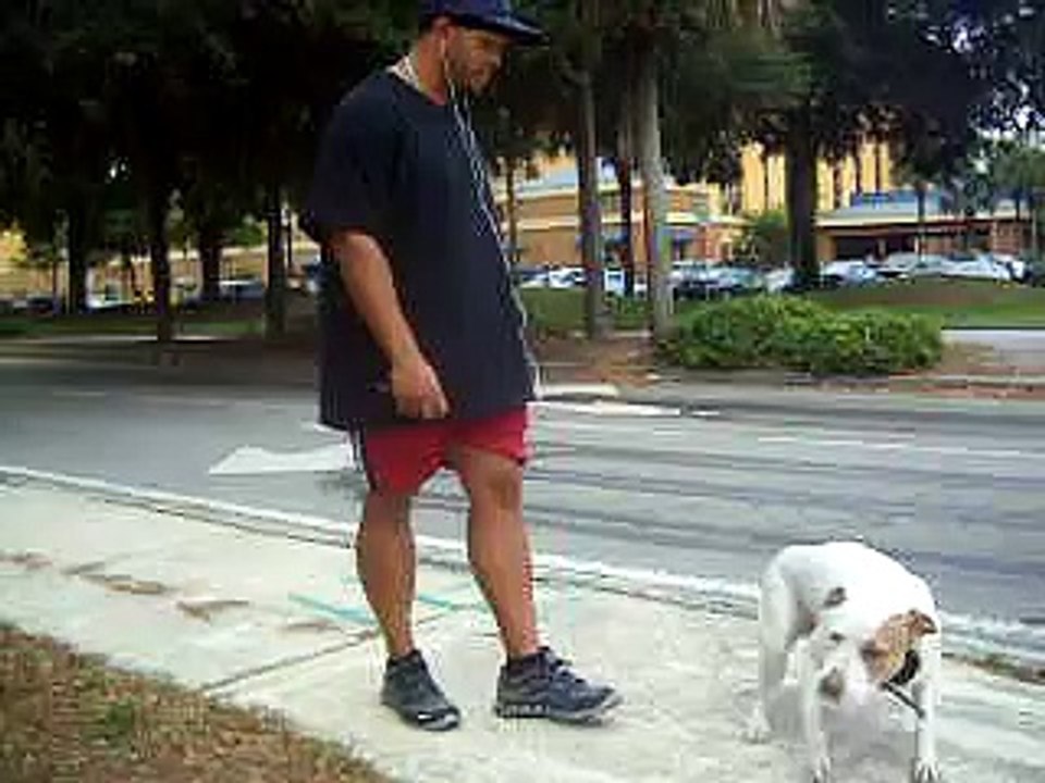 White Pitbull Superior Training