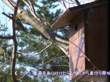 2012 シジュウカラの巣作り(1)