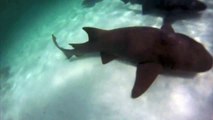 Snorkeling with Sharks in Punta Cana