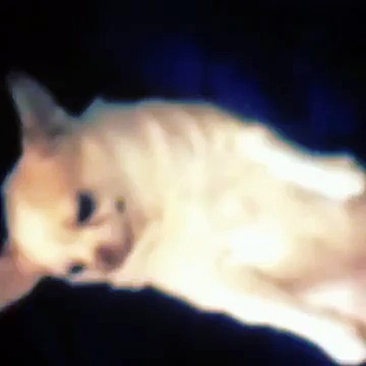 Funny Video 2015