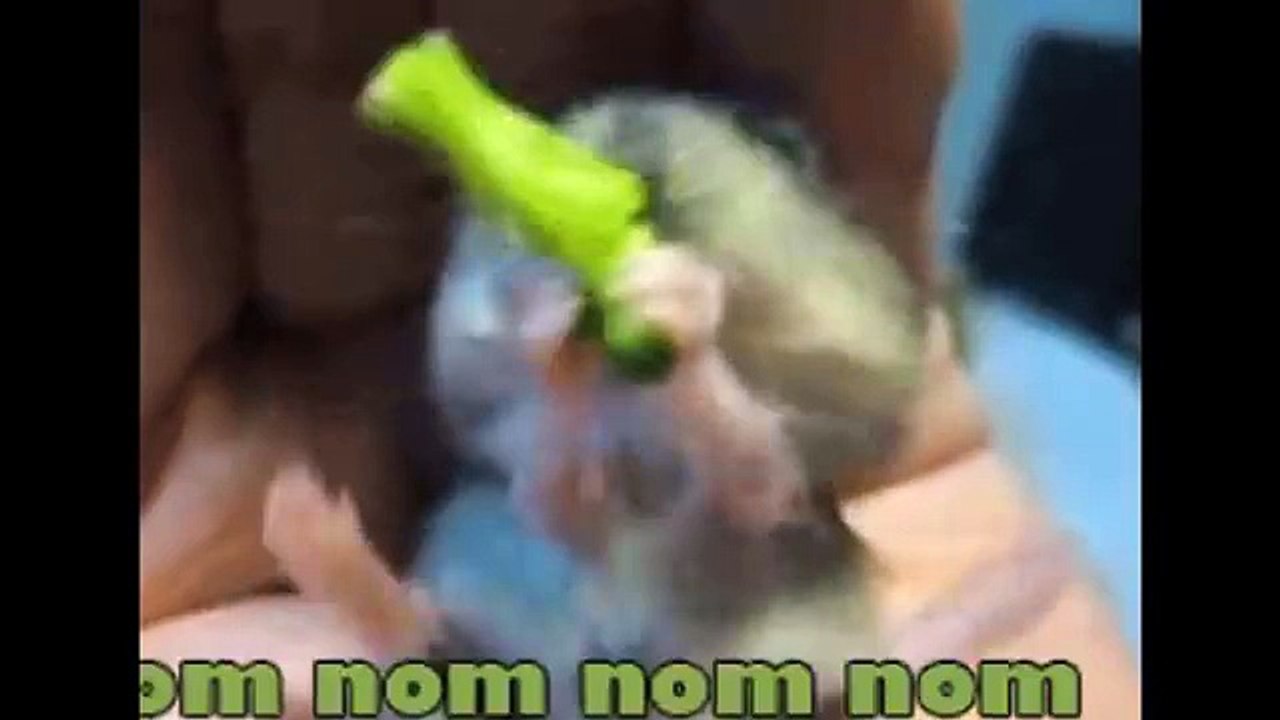 Funny Video 2016
