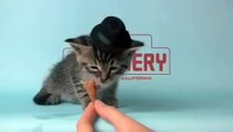 Kitten Wearing a Tiny Hat - Cut Chemist remix w/Biz Markie