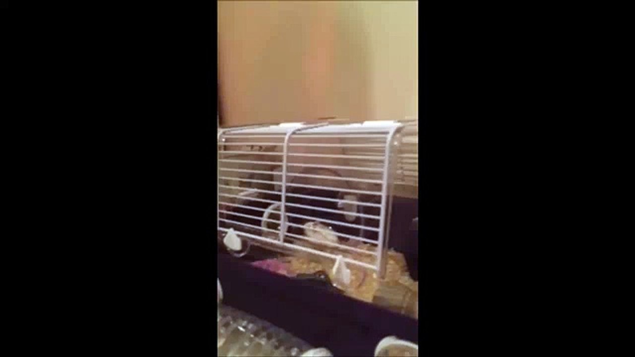 Our Funny Hamster