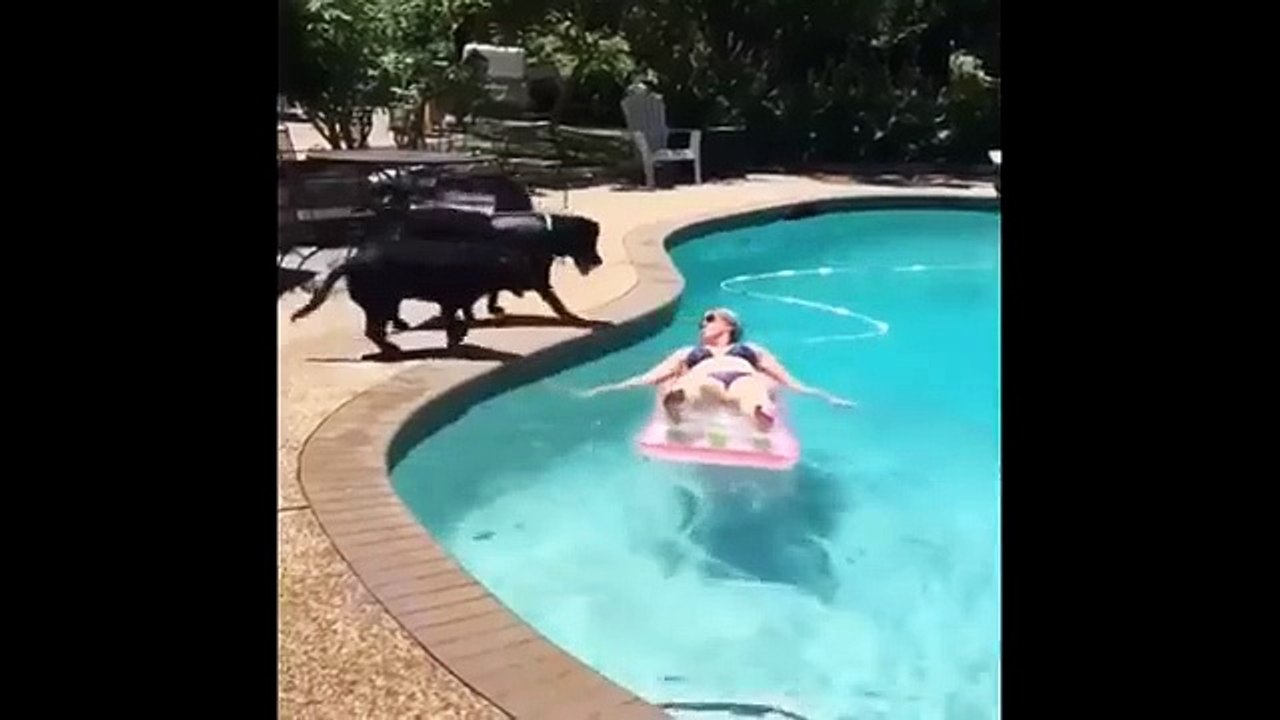 Top 10 Funny Animals Video