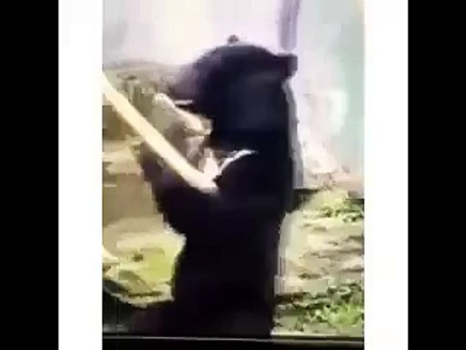 whatsapp funny videos_beer