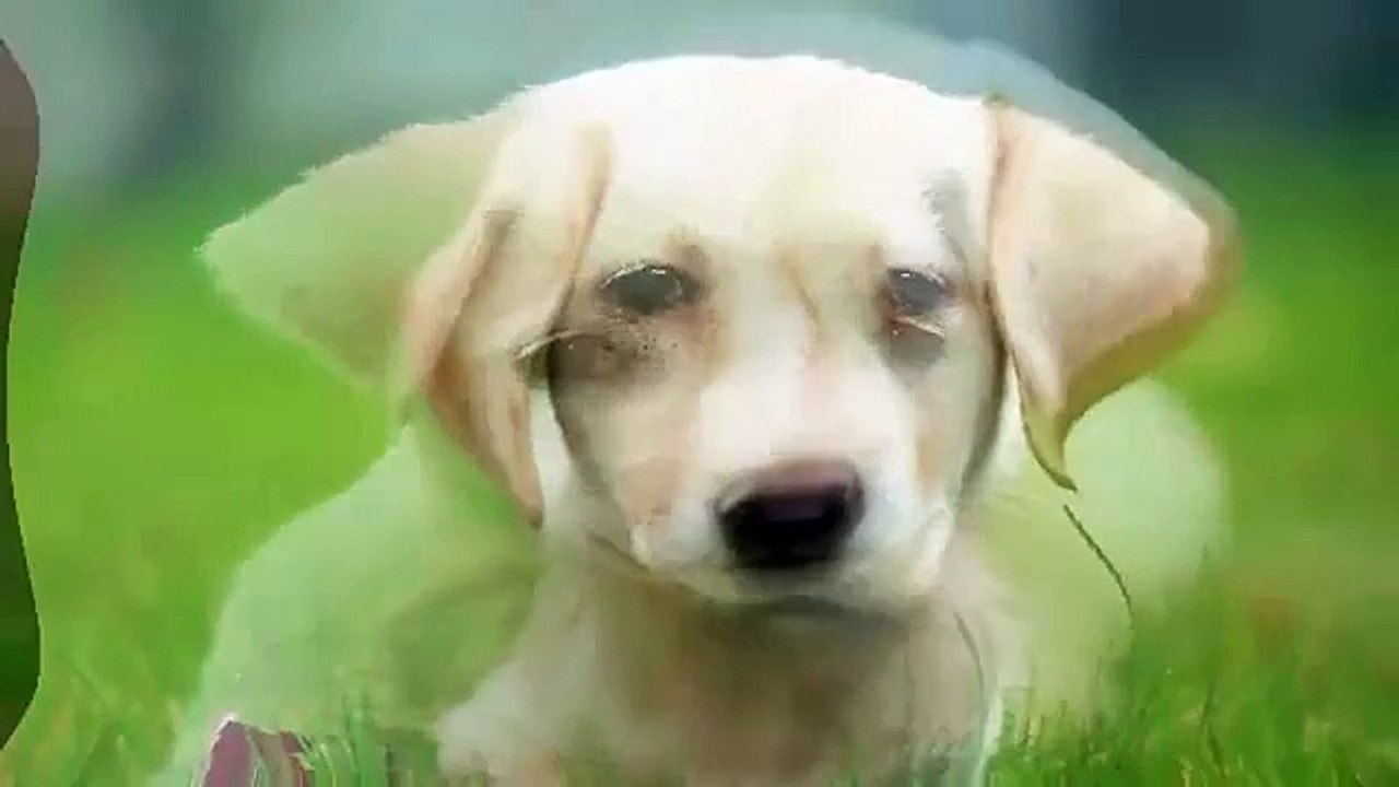 cats and dogs, dogs, feral cat, funny cat videos, funny dog pictures,