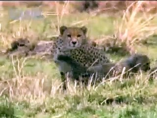 Cheetah Hunting a baby gazelle.
