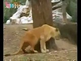 Siberian Tigers vs Lions Submissive Tigers part 2.