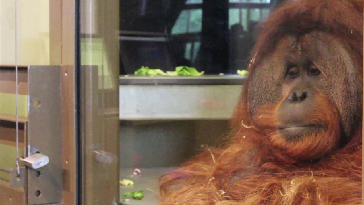 Travel Track On Sirk TV: INDIANAPOLIS ZOO ORANGUTAN CENTER [Indianapolis, Indiana]