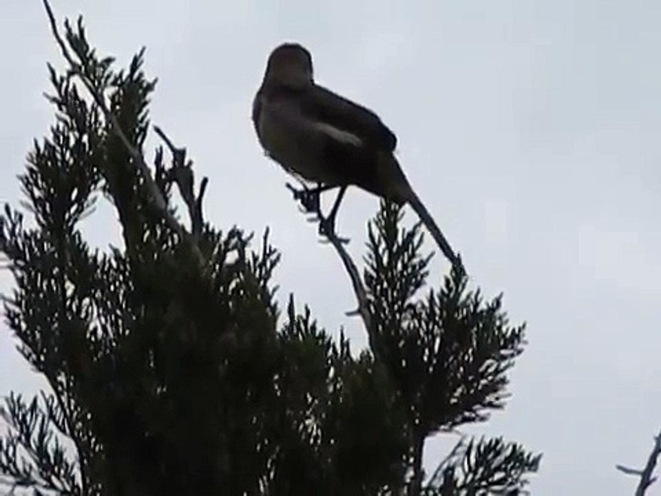 Northern Mockingbird mimics other birds in Daytona Beach