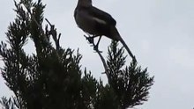 Northern Mockingbird mimics other birds in Daytona Beach