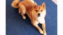 Shiba Inu Dogs and Puppies - Cute Funny Dog Videos
