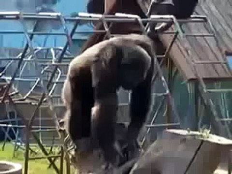 Гарила курильщик funny animals [видео прикол мега приколы ржака жесть]