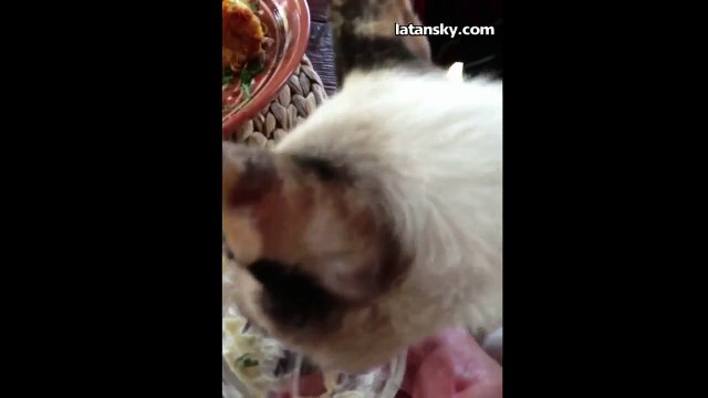 Говорящии Кот 1 funny cats cat [видео прикол мега приколы ржака жесть]