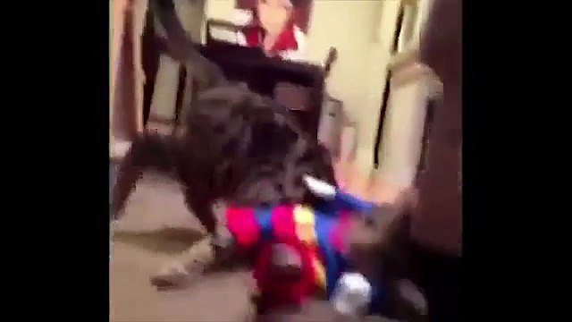 Funny Cats, Cute Cat Videos, Cats Funny Compilation & Смешные Кошки, Милые Кошки. Сборник Видео