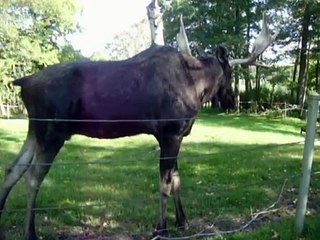 Canadian Moose - Toronto Zoo 09-22-11