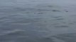 Humpback Whale feeding frenzy off Cape Cod coast