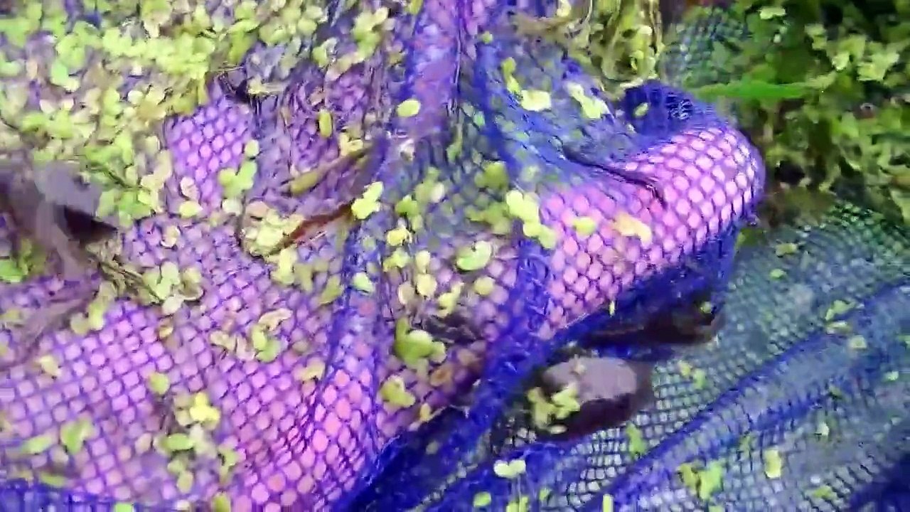 水生昆虫　採集（タガメ・オオコオイムシ・ガムシ等）