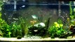 55g FW Rainbow Fish Display Tank
