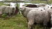 My Rough Colie woring with Romney lambs. Mi Rough Collie trabajando con los corderos Romney
