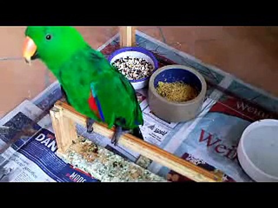 Papagei Otto das Sprachwunder singt Bier her!