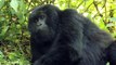 Mountain gorilla picks his teeth in front of tourists  (The Forgotten Parks)