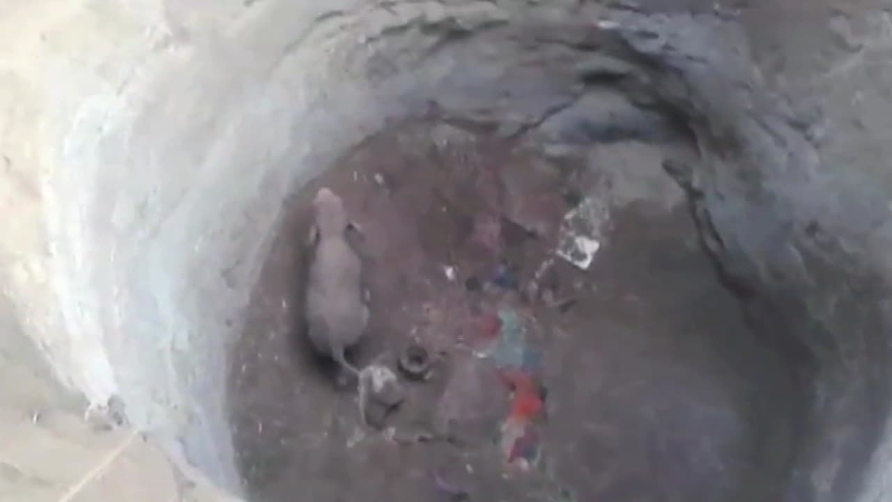 Baby-Elefant wird aus Grube gerettet, geht dann auf Retter los