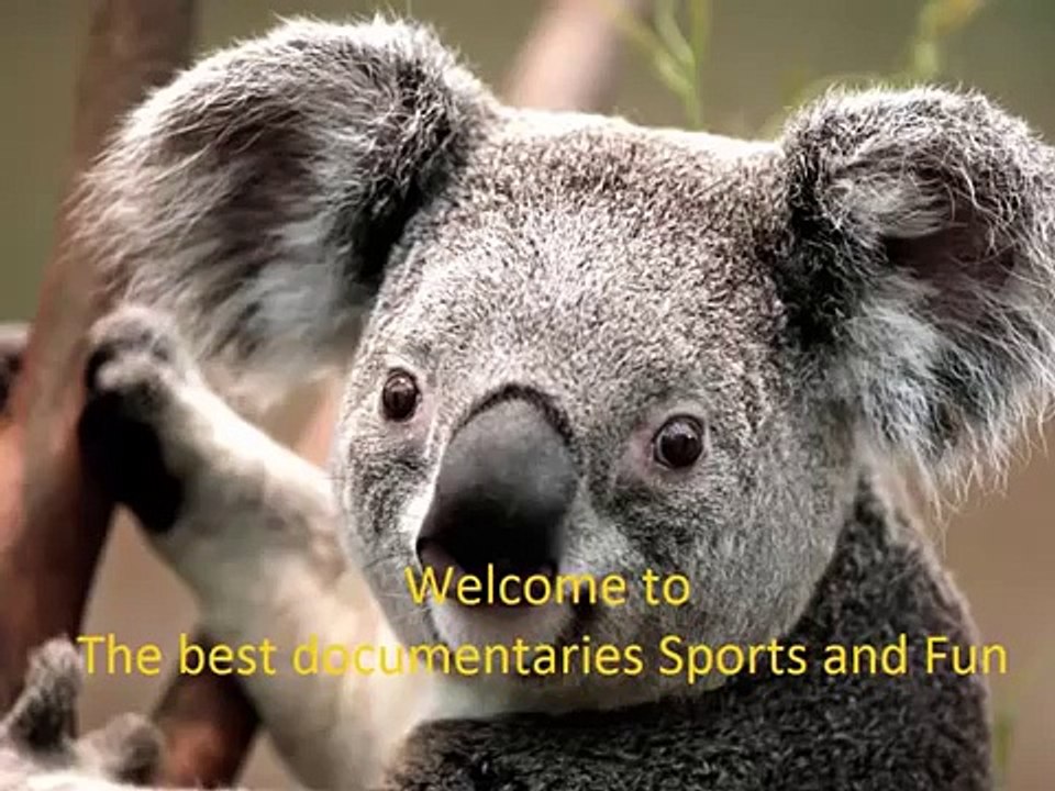 Animals attack humans animals attacking people deadly animal attacks compilation