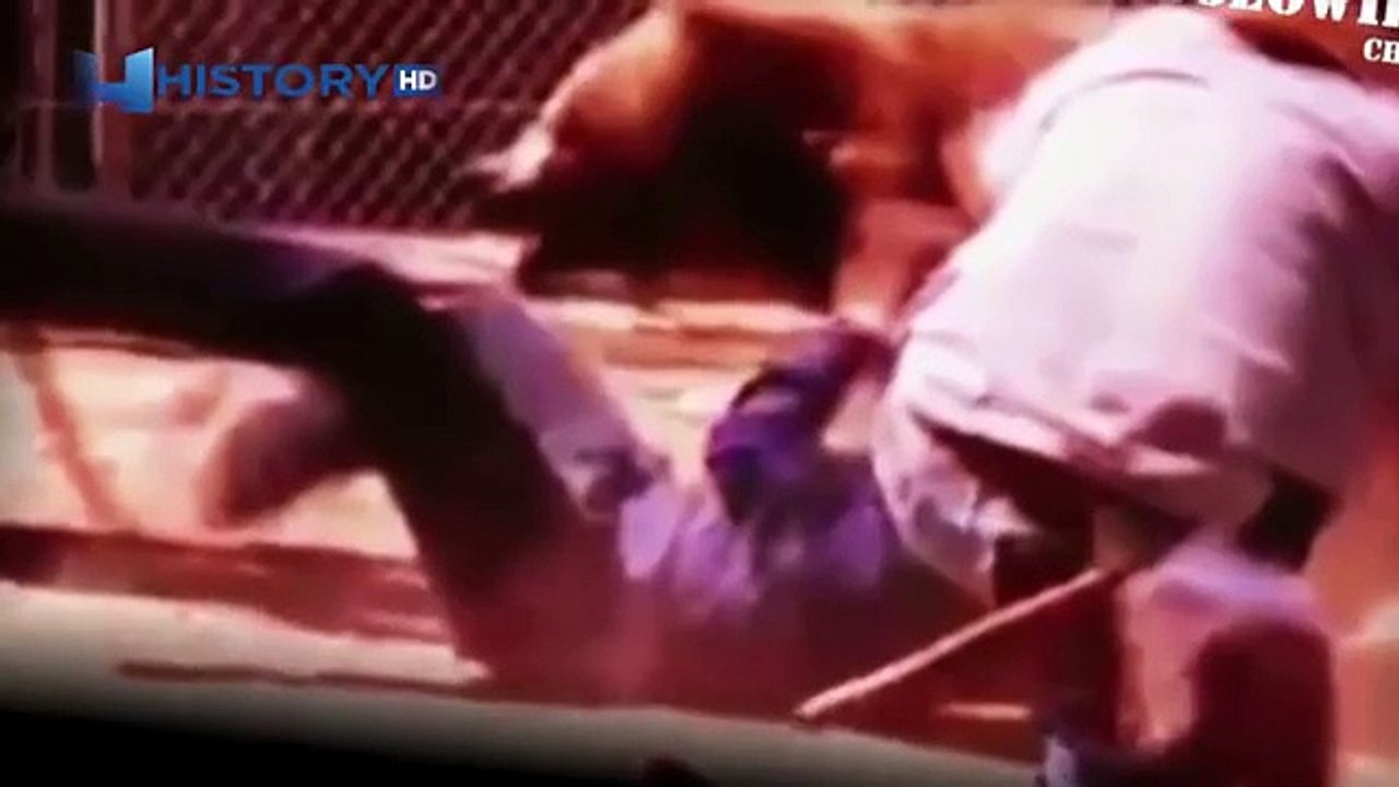 Bear killed the person. Horrible bear attack on a man / Bear killer -  Premiere