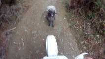 Funny Goat attacks motorcycle - Keçinin şakası yok