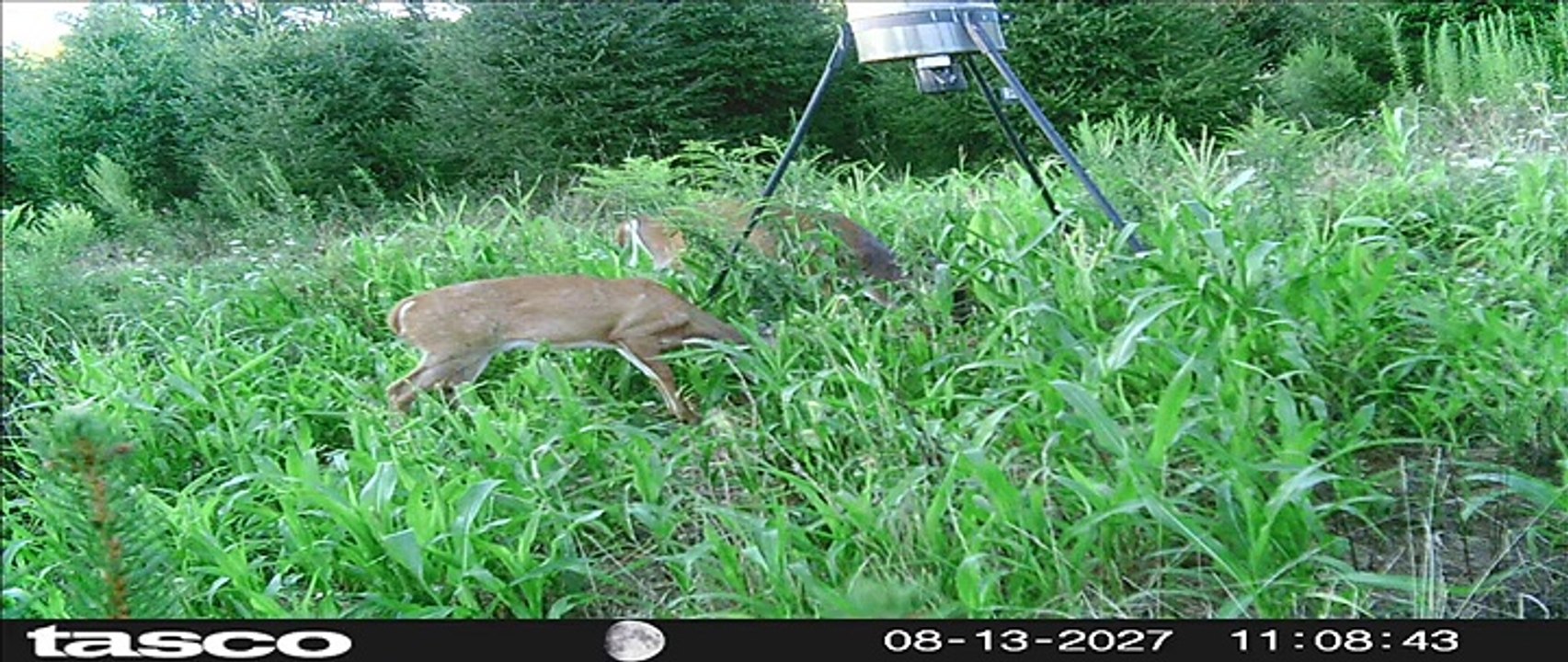 For serious Hunters, Hunt HHF