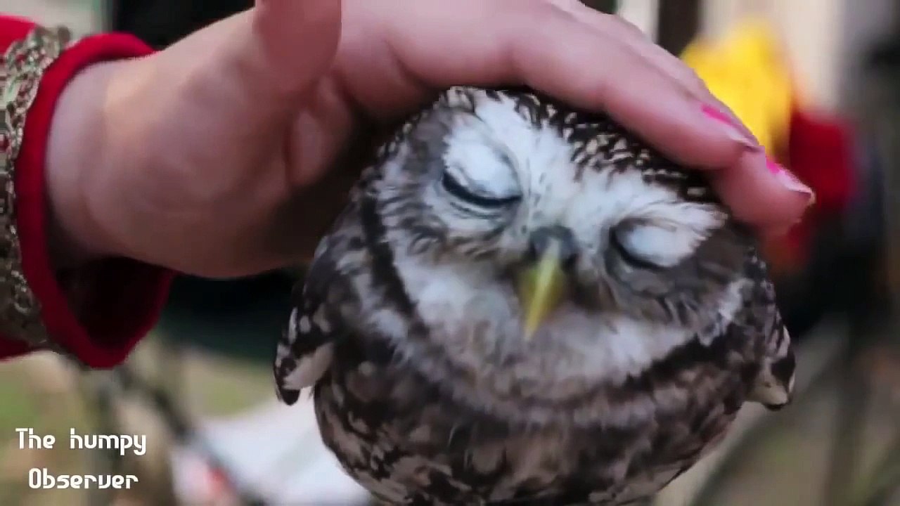 The  Humpy Observer - Cute animals ever!
